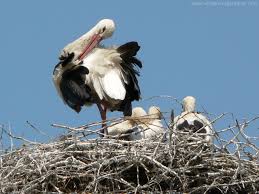 White Stork ( Ciconia ciconia