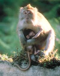 Macaca fascicularis