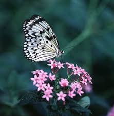 Butterflies of North America