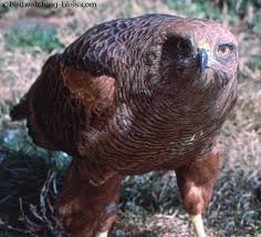 Variable Hawk (Buteo