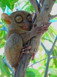 TrekLens | Tarsier Photo