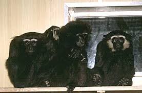 Agile gibbon (Hylobates agilis