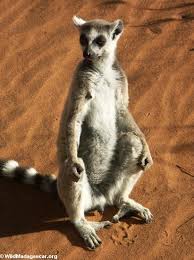 Ring-tailed lemur
