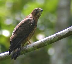 Buteo platypterus