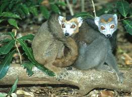 lemur (Eulemur coronatus)