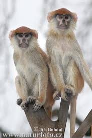 Erythrocebus patas