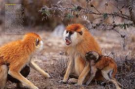 Patas monkeys (Erythrocebus