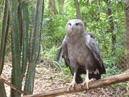 File:Harpyhaliaetus