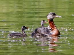 File:Podiceps grisegena6.jpg