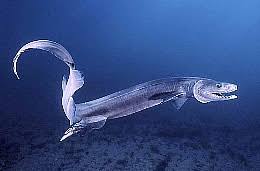 (Heptranchias perlo).