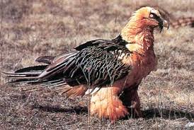 Gypaetus Barbatus (bearded