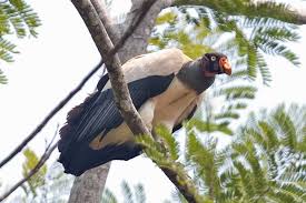 Cathartes aura and Greater