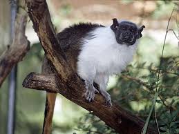Genus: Saguinus