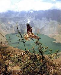 (Buteo galapagoensis),