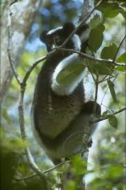 Indri indri