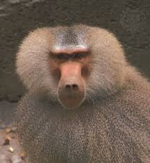 Male hamadryas (Papio