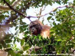 (Presbytis rubicunda),