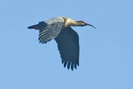 Ibis Theristicus melanopis