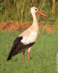 blancas (Ciconia ciconia).