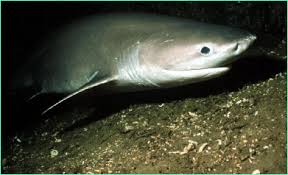 Hexanchus griseus - Bluntnose
