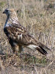 File:Buteo lagopus 29283.