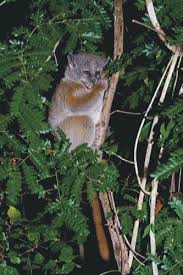 Lepilemur ruficaudatus