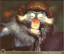 (Cercopithecus cephus) <!