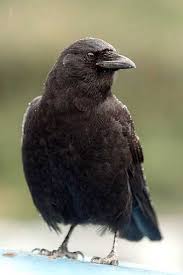 American Crow