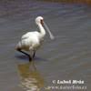 (Platalea alba)