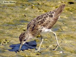 Great Snipe (Gallinago media)