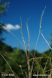 Nard raide. Family: Poaceae