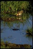 Gallinago nigripennis ssp.