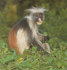 Procolobus pennantii kirki