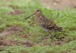 Great Snipe, Gallinago media