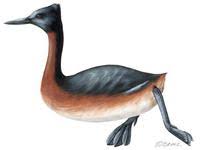 Image of: Podiceps major