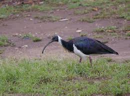 Threskiornis spinicollis