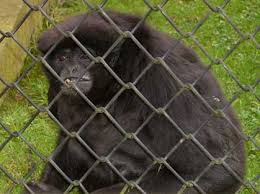 gibbon (Hylobates klossii)