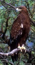 Aquila clanga
