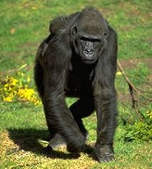 Hominidae