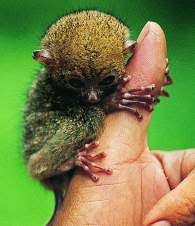 Вид: Tarsius bancanus