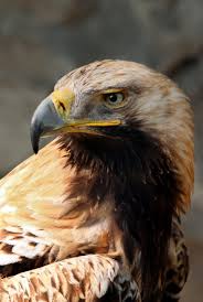 الأسم العلمي: Aquila heliaca