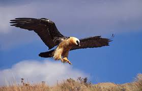 Gypaetus barbatus,