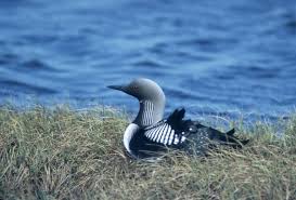 Gavia arctica Photo: U.S. Fish