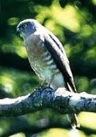 Chinese Goshawk, Accipiter