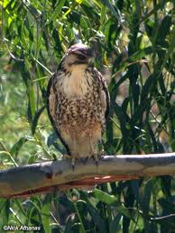 Hawk - Buteo polyosoma