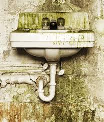 common in damp buildings.