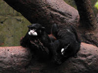 Image of: Saguinus mystax