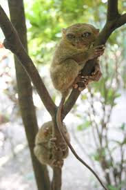 Tarsier (Tarsius syrichta)