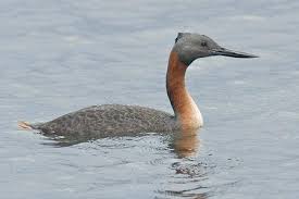 Podiceps major. Great Grebe