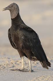 (Coragyps atratus) - Wiki;